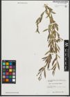 Foto von Salix pycnostachya Andersson